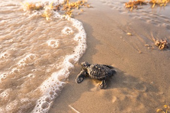 Tortugas marinas americanas, que están en serio peligro, anidan en el Golfo de México. ©Carlton Ward para The Nature Conservancy