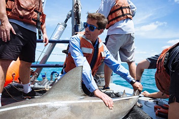 Dr. Jorge Brenner, Director Asociado de Ciencia Marina, cataloga tiburones como parte de su investigación. ©Mac Stone para The Nature Conservancy
