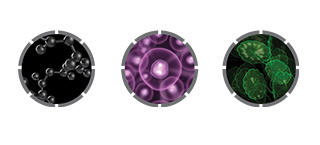 Conoce los ingredientes innovadores del complejo Volu-Firm, detrás de los productos de la Colección TimeWise Repair®